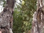 The image, taken from the viral video, captures a bird perfectly camouflaged with a tree branch. The image, taken from the viral video, captures a bird perfectly camouflaged with a tree branch.