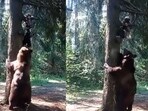 The image, taken from the viral video, shows a close encounter between a bear and a hiker. The image, taken from the viral video, shows a close encounter between a bear and a hiker.