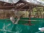 Mohammad Arif meets his 'friend' Sarus crane in Kanpur Zoo