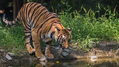 The area has greatly increased, but where are the tigers outside the 50+ tiger reserves and national parks and sanctuaries? Practically nowhere. (Shutterstock)
