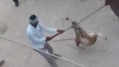 A video grab of the dog being tortured by locals in Ludhiana. (HT Photo) A video grab of the dog being tortured by locals in Ludhiana. (HT Photo)