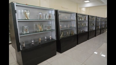 A view of the specimens at teh museum (Sourced) A view of the specimens at teh museum (Sourced)
