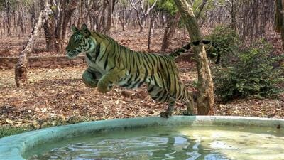As many as 3,080 tigers were photographed in 2022, compared with 2,461 captured on camera in 2018. (PTI) As many as 3,080 tigers were photographed in 2022, compared with 2,461 captured on camera in 2018. (PTI)