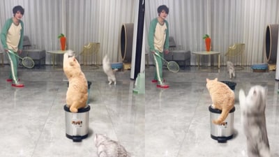 Cats play badminton with human. (Instagram/@lian.shorts) Cats play badminton with human. (Instagram/@lian.shorts)