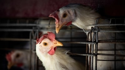 H3N8 is a kind of bird flu, which is extremely rare in humans. However, the strain doesn’t spread from person to person. (REUTERS)