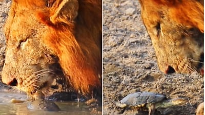 The image shows the turtle with the lion. (Instagram/@latestkruger) The image shows the turtle with the lion. (Instagram/@latestkruger)