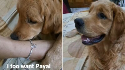 The image shows the dog who got payals from its pet mom. (Instagram/@cooper_lal) The image shows the dog who got payals from its pet mom. (Instagram/@cooper_lal)