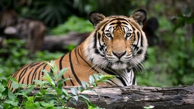 In 2022, the tiger population stood at 3167. (Shutterstock) In 2022, the tiger population stood at 3167. (Shutterstock)