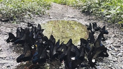 The image shows black-coloured butterflies mud puddling to collect salt. (Twitter/@ParveenKaswan) The image shows black-coloured butterflies mud puddling to collect salt. (Twitter/@ParveenKaswan)