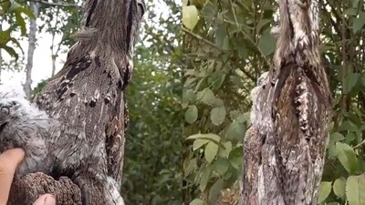 The image, taken from the viral video, captures a bird perfectly camouflaged with a tree branch. (Twitter/@TheFigen_) The image, taken from the viral video, captures a bird perfectly camouflaged with a tree branch. (Twitter/@TheFigen_)