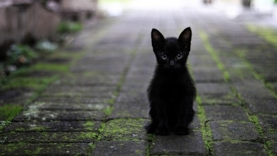 10. Independence: Cats are independent creatures, and they do not require much intervention from their pet parents. They can groom themselves, use litter boxes, and entertain themselves for long periods. (Pixabay) 10. Independence: Cats are independent creatures, and they do not require much intervention from their pet parents. They can groom themselves, use litter boxes, and entertain themselves for long periods. (Pixabay)