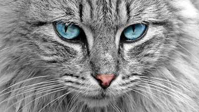 Just like humans, cats also have their own unique personalities, quirks, and habits. Here are ten secret habits of cats that every pet parent should know. (Pixabay) Just like humans, cats also have their own unique personalities, quirks, and habits. Here are ten secret habits of cats that every pet parent should know. (Pixabay)