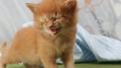 9. Vocalizing: Cats communicate with their pet parents through meowing, hissing, and growling. It is necessary to pay attention to their vocalization so that you can understand their needs and preferences. (Pixabay) 9. Vocalizing: Cats communicate with their pet parents through meowing, hissing, and growling. It is necessary to pay attention to their vocalization so that you can understand their needs and preferences. (Pixabay)