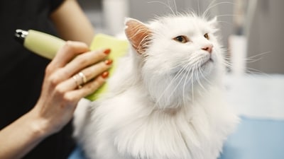 2. Grooming: Cats are well-known for their cleanliness, and they spend a significant amount of time grooming themselves. Besides keeping themselves clean, they also spread their scent across their bodies to mark their territory. It is important for pet parents to provide them with proper grooming tools to keep their coats shiny and healthy. 2. Grooming: Cats are well-known for their cleanliness, and they spend a significant amount of time grooming themselves. Besides keeping themselves clean, they also spread their scent across their bodies to mark their territory. It is important for pet parents to provide them with proper grooming tools to keep their coats shiny and healthy.