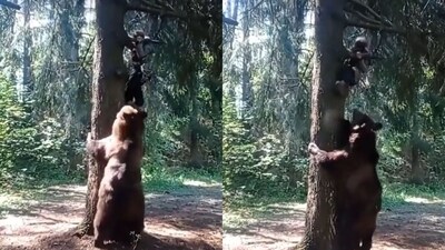 The image, taken from the viral video, shows a close encounter between a bear and a hiker. (Twitter/@OTerrifying)