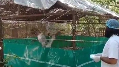 Mohammad Arif meets his 'friend' Sarus crane in Kanpur Zoo