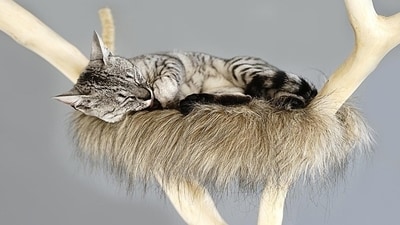 7. Scratching: Cats love to scratch surfaces to sharpen their claws, mark their territory, and stretch their muscles. To avoid any damage to your furniture, it is important to provide them with designated scratching posts and encourage them to use them. (Pixabay) 7. Scratching: Cats love to scratch surfaces to sharpen their claws, mark their territory, and stretch their muscles. To avoid any damage to your furniture, it is important to provide them with designated scratching posts and encourage them to use them. (Pixabay)