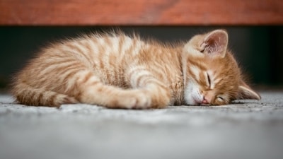 4. Sleeping: Cats can sleep for as much as 16 hours a day. They are good at conserving their energy, and they will sleep anywhere they deem comfortable. They do not distinguish between day and night, but they will often sleep in short bursts. (Pixabay) 4. Sleeping: Cats can sleep for as much as 16 hours a day. They are good at conserving their energy, and they will sleep anywhere they deem comfortable. They do not distinguish between day and night, but they will often sleep in short bursts. (Pixabay)