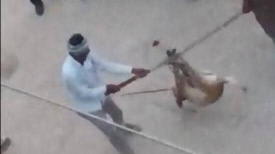 A video grab of the dog being tortured by locals in Ludhiana. (HT Photo)