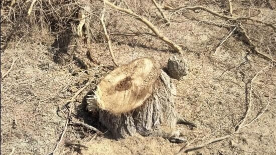 Large areas of land in Jaisalmer, Jodhpur, and Bikaner districts have been leased to private companies by the state governmentfor the development of renewable energy projects, leading to destruction of thousands of trees, including state tree Khejri. (HT)