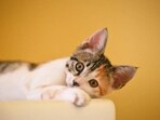 Here are some some common reasons why a cat isn't eating or skipping their meals.