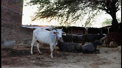 A cow which has recovered from lumpy skin disease is seen at a cowshed on the outskirts of Jaipur, India, in February. (REUTERS) A cow which has recovered from lumpy skin disease is seen at a cowshed on the outskirts of Jaipur, India, in February. (REUTERS)