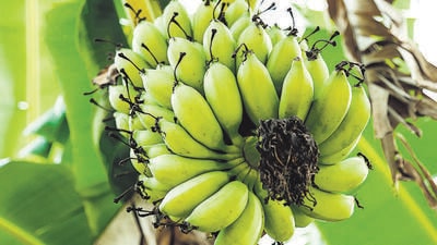 CPWD said that going by the definition of the DPTA, herbaceous “trees” like plantain would not be considered trees given that their main trunk or branches are not “wood”. (Shutterstock) CPWD said that going by the definition of the DPTA, herbaceous “trees” like plantain would not be considered trees given that their main trunk or branches are not “wood”. (Shutterstock)
