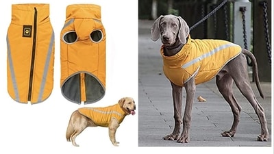 Winter coats for dogs ensure your pooch stays comfortable even in biting cold. Winter coats for dogs ensure your pooch stays comfortable even in biting cold.