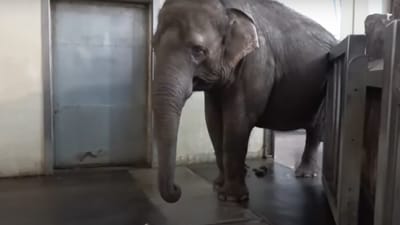 Elephant peels banana before eating. (YouTube/@Phys.org) Elephant peels banana before eating. (YouTube/@Phys.org)