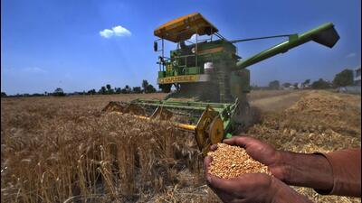 It has been 13 days since government agencies in Haryana started wheat procurement on a minimum support price (MSP) of ₹2,125 a quintal but farmers are yet to get their payments. (HT File) It has been 13 days since government agencies in Haryana started wheat procurement on a minimum support price (MSP) of ₹2,125 a quintal but farmers are yet to get their payments. (HT File)