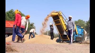Wheat production in Haryana is likely to touch the 90 lakh metric tonne (MT) mark and about 18 lakh MT wheat has already arrived in the grain markets of the state, agriculture and farmers’ welfare minister JP Dalal said here on Thursday. (HT File)