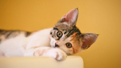 Here are some some common reasons why a cat isn't eating or skipping their meals. (Pexels) Here are some some common reasons why a cat isn't eating or skipping their meals. (Pexels)
