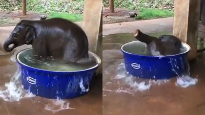 The image, taken from the video, captures the baby elephant enjoying in the bathtub. (Twitter/@susantananda3) The image, taken from the video, captures the baby elephant enjoying in the bathtub. (Twitter/@susantananda3)
