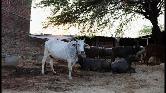 A cow which has recovered from lumpy skin disease is seen at a cowshed on the outskirts of Jaipur, India, in February. (REUTERS)