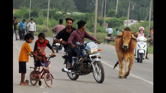 In the House meeting on April 11, several Chandigarh councillors had raised concerns over the overcrowded gaushalas and other problems stemming from the rise in stray cattle. (HT File Photo)