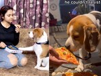 Dog eats pizza at a dog cafe. Dog eats pizza at a dog cafe.