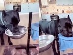 The image, taken from the viral video, shows the dog drinking water and later wiping its mouth. The image, taken from the viral video, shows the dog drinking water and later wiping its mouth.