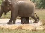 Mama elephant fights crocodile to save her baby. Mama elephant fights crocodile to save her baby.