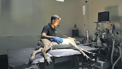 An animal being treated at RESQ Wildlife Treatment Transit Centre. (HT PHOTO)