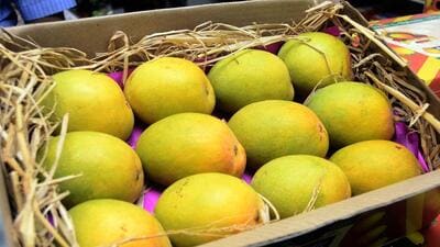 As per the FDA officials, the mangoes ripened by using carbide are harmful to health and the chemical is banned under the Food Safety and Standards Act (FSS), 2006 and FSS Regulations, 2011. (REPRESENTATIVE PHOTO) As per the FDA officials, the mangoes ripened by using carbide are harmful to health and the chemical is banned under the Food Safety and Standards Act (FSS), 2006 and FSS Regulations, 2011. (REPRESENTATIVE PHOTO)