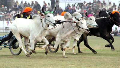 Bullock cart races between Talegaon Dhamdhere and Kasari are organised at Bailgada Ghat on the border of their villages. (REPRESENTATIVE PHOTO)