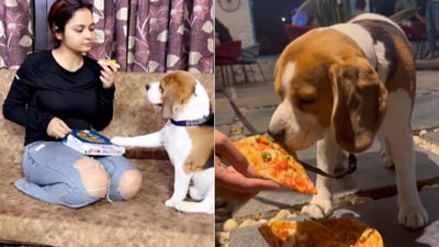 Dog eats pizza at a dog cafe. (Instagram/@Doodle Beagle) Dog eats pizza at a dog cafe. (Instagram/@Doodle Beagle)