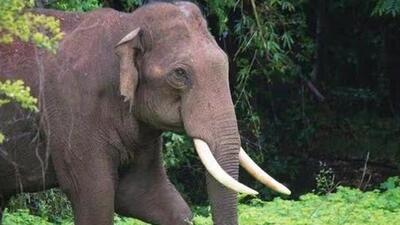 Many villages around Parambikulam opposed the move to relocate the animal. (Representative file image) Many villages around Parambikulam opposed the move to relocate the animal. (Representative file image)