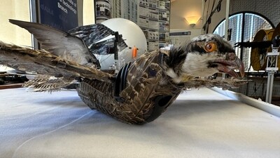 A view of a taxidermy bird drone for wildlife monitoring developed by researchers at New Mexico Institute of Mining and Technology in Socorro, New Mexico, U.S. (File) (Reuters)