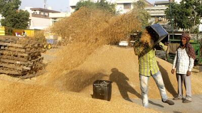 Wheat yield in Punjab has been satisfactory despite unseasonal rain and hailstorm, farmers and officials familiar with matter said (ANI)