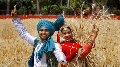 On Baisakhi 2023, Students perform the Punjabi folk dance 'Bhangra' during celebrations, at a wheat field on the outskirts of Amritsar, Thursday. (PTI)
