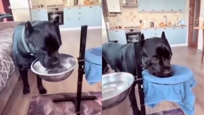 The image, taken from the viral video, shows the dog drinking water and later wiping its mouth. (Twitter/@buitengebieden) The image, taken from the viral video, shows the dog drinking water and later wiping its mouth. (Twitter/@buitengebieden)