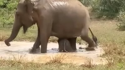 Mama elephant fights crocodile to save her baby. (Facebook/@ Dhananjaya Naranbadda) Mama elephant fights crocodile to save her baby. (Facebook/@ Dhananjaya Naranbadda)
