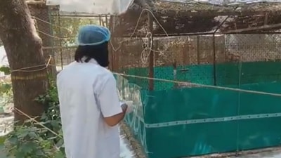 Mohammad Arif meeting his "friend" Sarus crane confined in a Kanpur zoo a month after their separation.