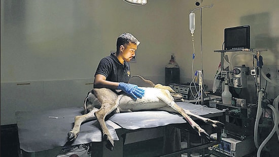 An animal being treated at RESQ Wildlife Treatment Transit Centre. (HT PHOTO)